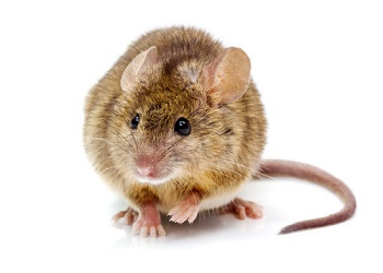 muis plaagdierengids